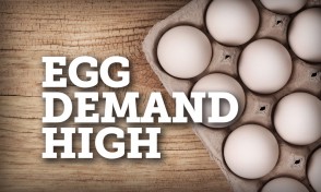 Egg Demand High