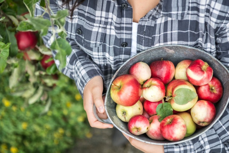 Image of locally grown apples in a bucket Responsible Sourcing