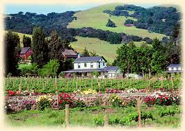 Cline Cellars, Sonoma